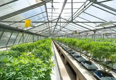 The ecological footprint of cannabis cultivation: sustainability, challenges and future prospects